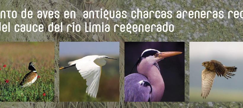 La CHMS y la DX de Patrimonio Natural organizan una Jornada Ornitológica en la cuenca del Limia La CHMS y la DX de Patrimonio Natural organizan una Jornada Ornitológica en la cuenca del Limia
